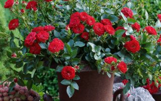 ROSA KORDES 2L Mandy®