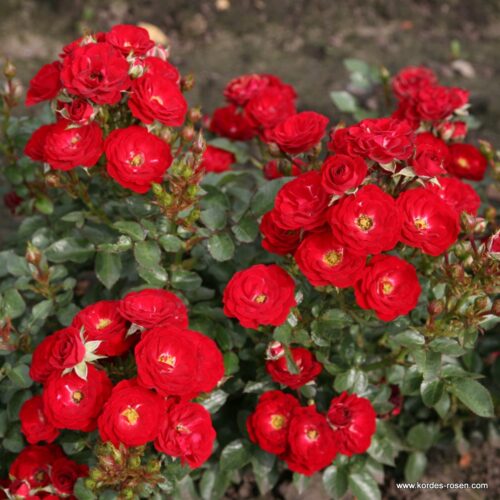 ROSA KORDES 2L Mandy® - Obrázek 4