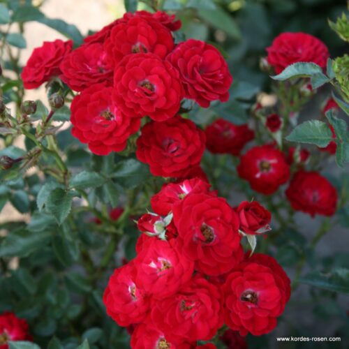 ROSA KORDES 2L Mandy® - Obrázek 3