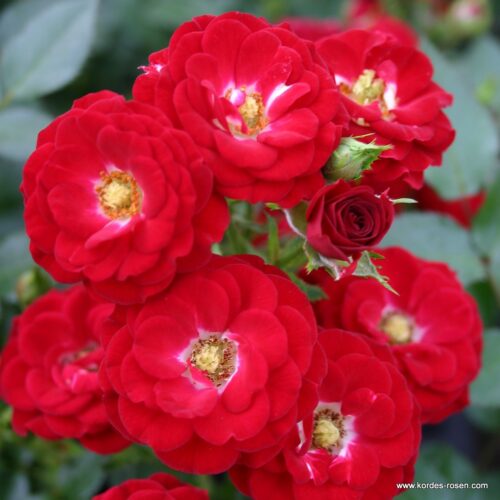 ROSA KORDES 2L Mandy® - Obrázek 2