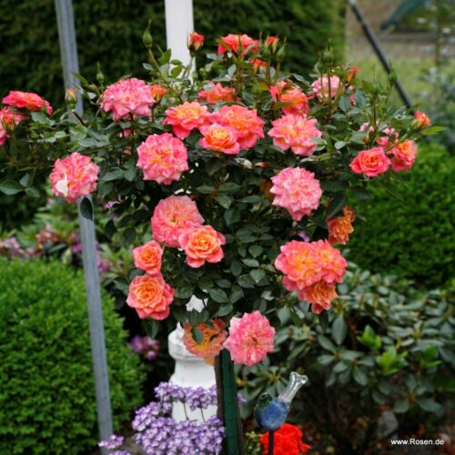 ROSA KORDES 2L Mandarin® - Obrázek 4