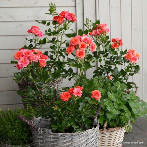 ROSA KORDES 2L Mandarin® - Obrázek 2