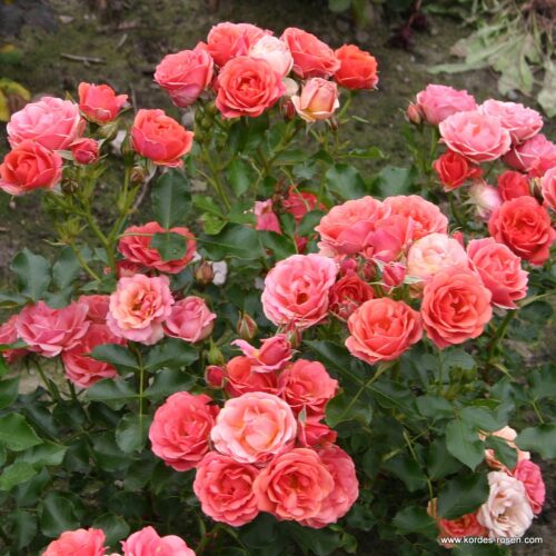 ROSA KORDES 2L Mandarin® - Obrázek 3