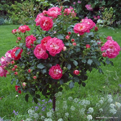 ROSA KORDES 2L Charmant® - Obrázek 4