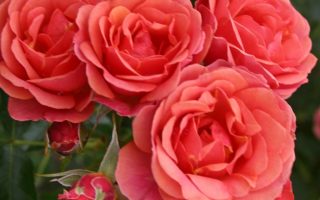 ROSA KORDES 2L Mandarin®