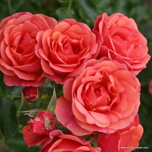 ROSA KORDES 2L Mandarin® - Obrázek 1