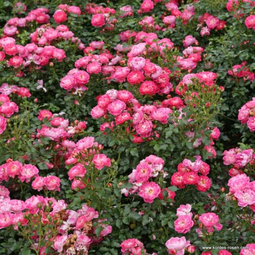 ROSA KORDES 2L Charmant® - Obrázek 3