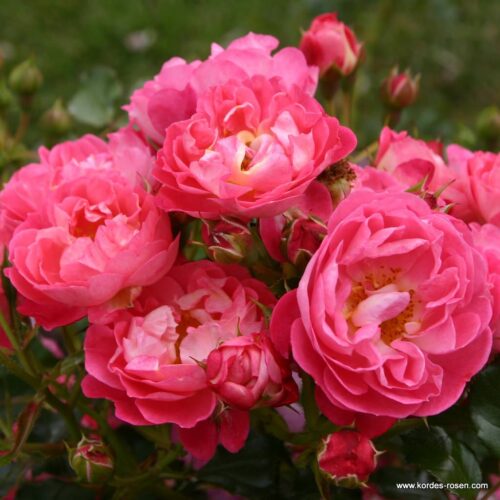 ROSA KORDES 2L Charmant® - Obrázek 2