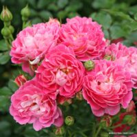 ROSA KORDES 2L Charmant®