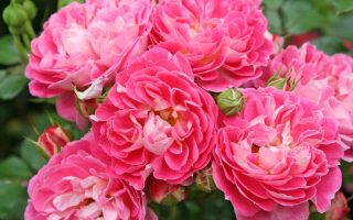 ROSA KORDES 2L Charmant®