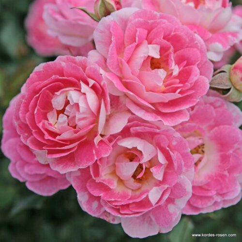 ROSA KORDES 2L Flirt 2011® - Obrázek 3