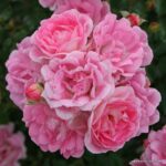 ROSA KORDES 2L Flirt 2011® - Obrázek 2