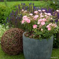 ROSA KORDES 2L Flirt 2011®