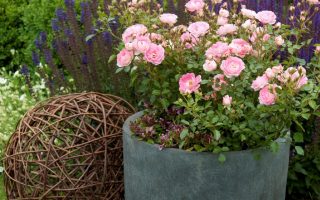 ROSA KORDES 2L Flirt 2011®