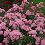 ROSA KORDES 2L Flirt 2011® - Obrázek 4