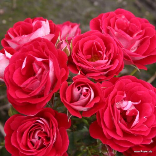 ROSA KORDES 2L Corazon® - Obrázek 6