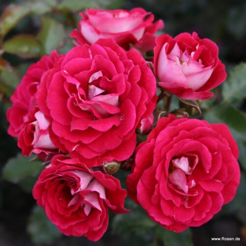 ROSA KORDES 2L Corazon® - Obrázek 5