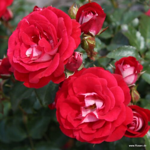 ROSA KORDES 2L Corazon® - Obrázek 4