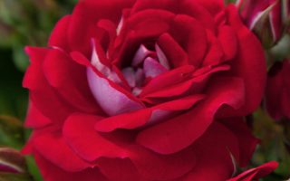 ROSA KORDES 2L Corazon®