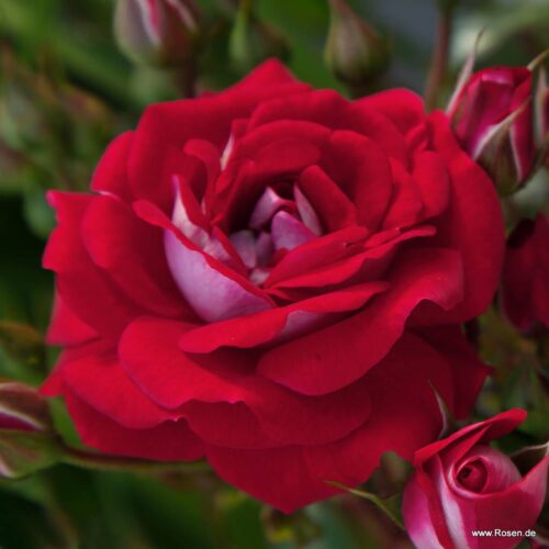 ROSA KORDES 2L Corazon® - Obrázek 1
