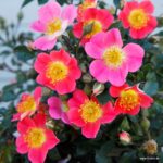 ROSA KORDES 2L Topolina® - Obrázek 3