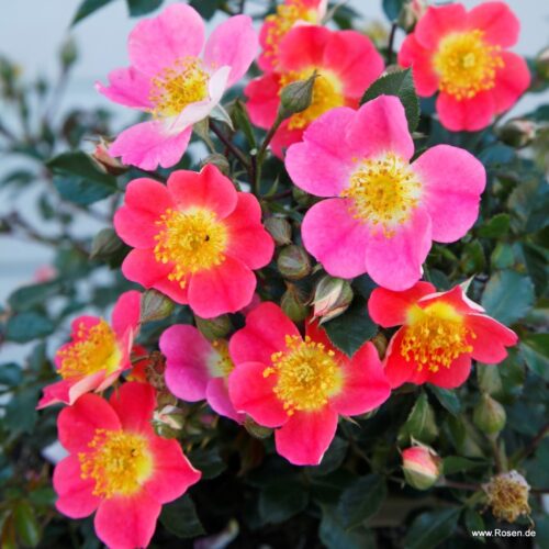 ROSA KORDES 2L Topolina® - Obrázek 3
