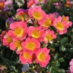 ROSA KORDES 2L Topolina®