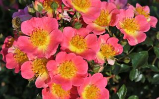 ROSA KORDES 2L Topolina®