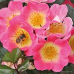 ROSA KORDES 2L Topolina® - Obrázek 2