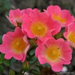 ROSA KORDES 2L Topolina® - Obrázek 4