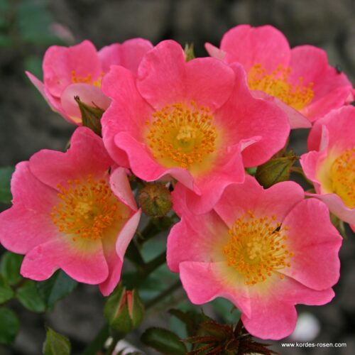 ROSA KORDES 2L Topolina® - Obrázek 4