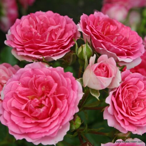 ROSA KORDES 2L, Amica® - Obrázek 3