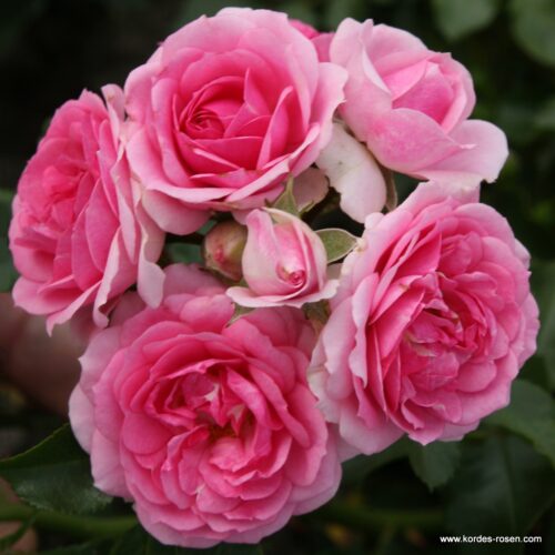 ROSA KORDES 2L, Amica® - Obrázek 2