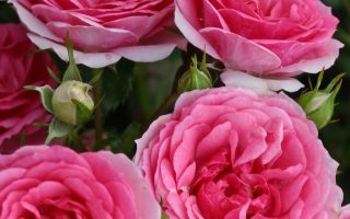 ROSA KORDES 2L, Amica®