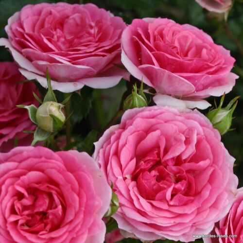ROSA KORDES 2L, Amica® - Obrázek 1