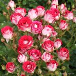 ROSA KORDES 2L, Marie Rottrová (Schöne Koblenzerin®)