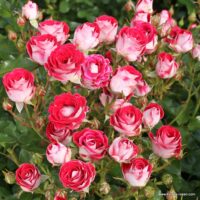ROSA KORDES 2L, Marie Rottrová (Schöne Koblenzerin®)