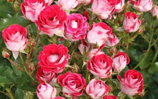 ROSA KORDES 2L, Marie Rottrová (Schöne Koblenzerin®)