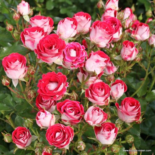 ROSA KORDES 2L, Marie Rottrová (Schöne Koblenzerin®) - Obrázek 1