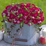 ROSA KORDES 2L, Marie Rottrová (Schöne Koblenzerin®) - Obrázek 4