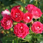 ROSA KORDES 2L, Marie Rottrová (Schöne Koblenzerin®) - Obrázek 3