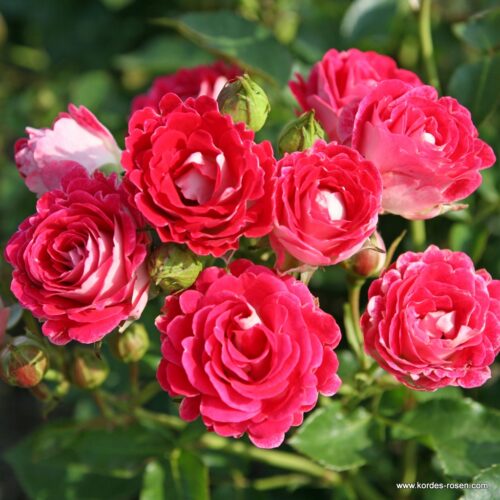 ROSA KORDES 2L, Marie Rottrová (Schöne Koblenzerin®) - Obrázek 3