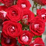 ROSA KORDES 2L, Marie Rottrová (Schöne Koblenzerin®) - Obrázek 2
