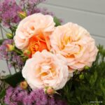 ROSA KORDES 2L Impala® - Image 5
