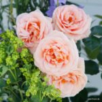 ROSA KORDES 2L Impala® - Image 6