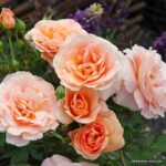 ROSA KORDES 2L Impala® - Image 4