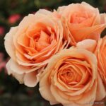ROSA KORDES 2L Impala®