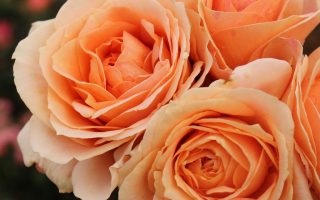 ROSA KORDES 2L Impala®