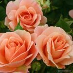 ROSA KORDES 2L Impala® - Image 3