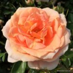 ROSA KORDES 2L Impala® - Image 2
